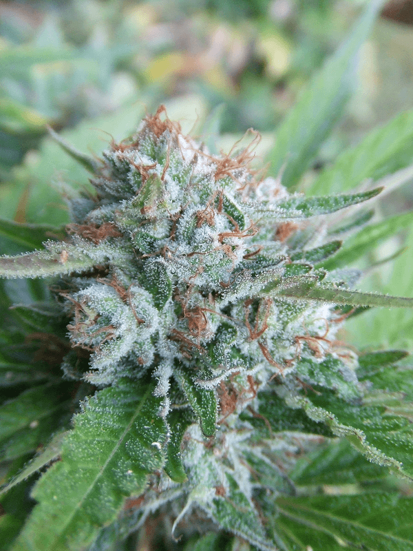 Harvest22