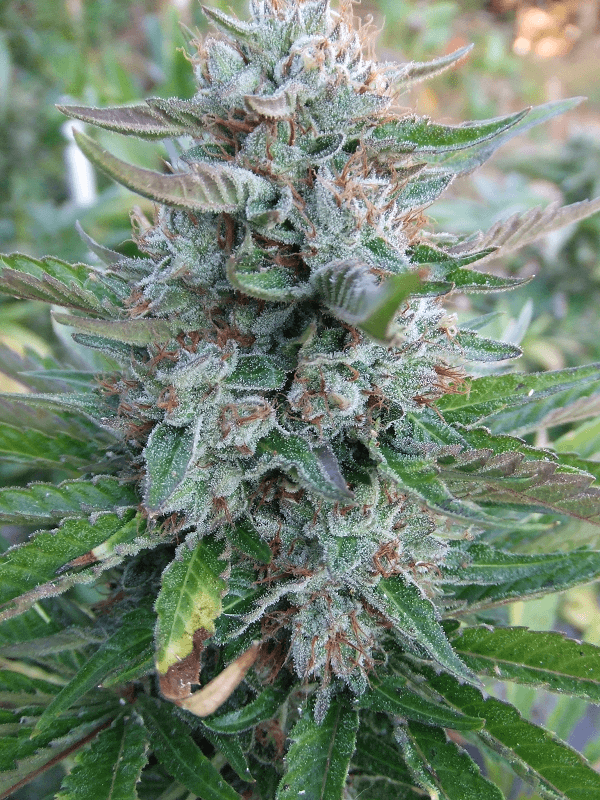 Harvest23