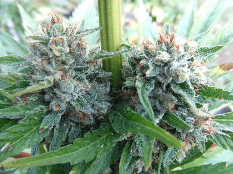Harvest24