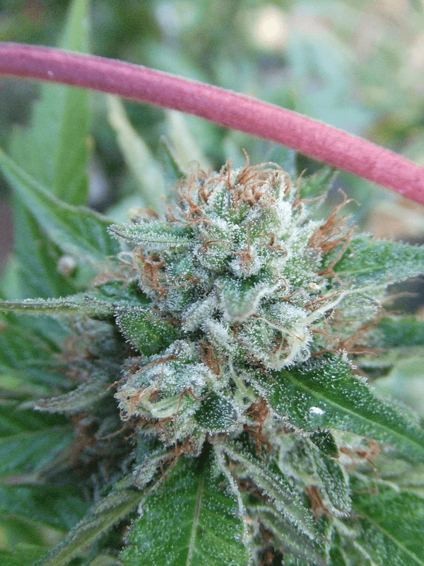 Harvest25
