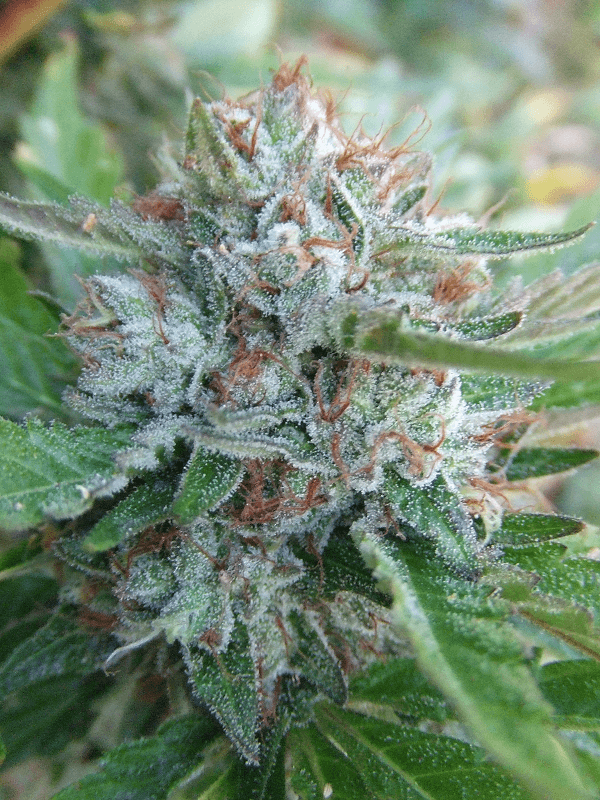 Harvest26