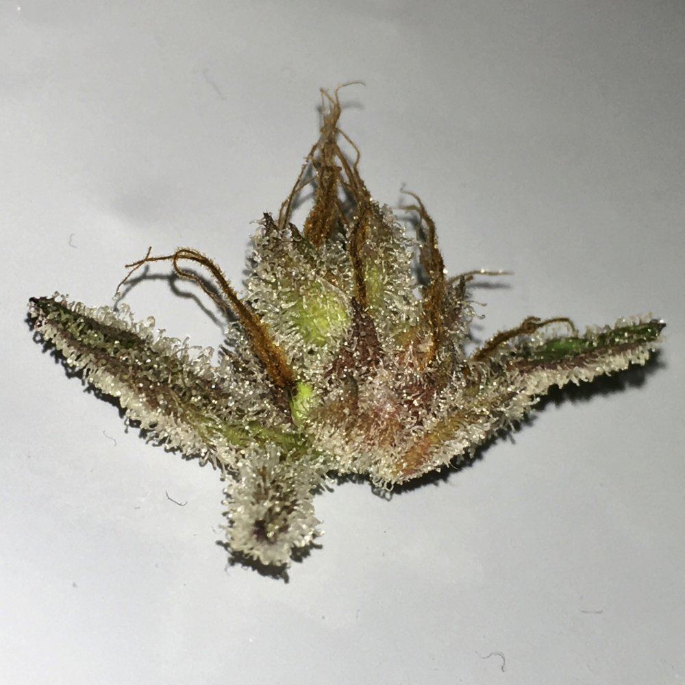 Harvest2