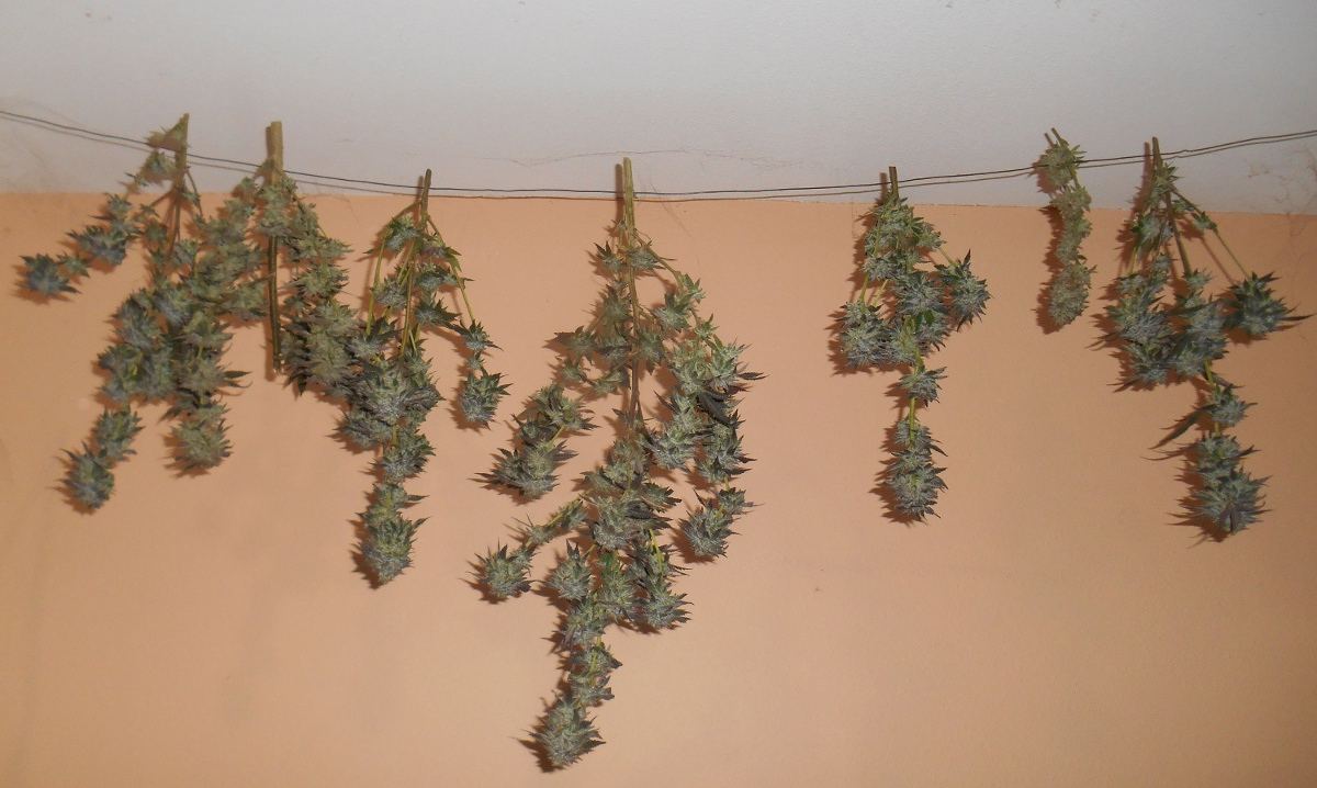 Harvest53