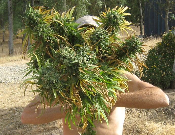Harvest6 16