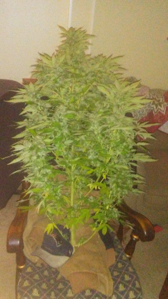Harvest9 13 18 004