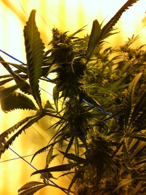 Harvesting  nest technique 3