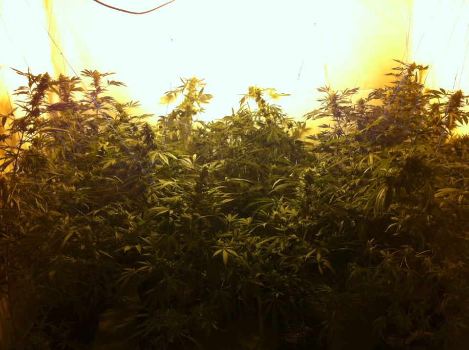 Harvesting  nest technique 4