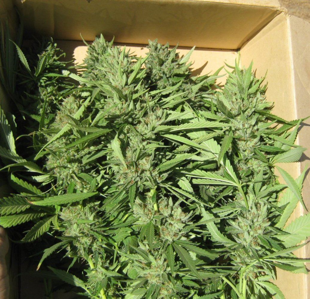 HarvestRC10 2