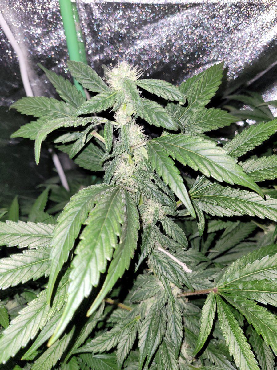 Has anybody had experience with plants showing sign of re veg 9