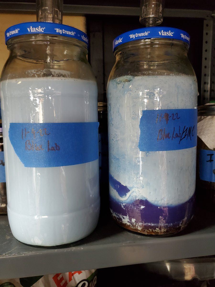 Has anyone made blue lab