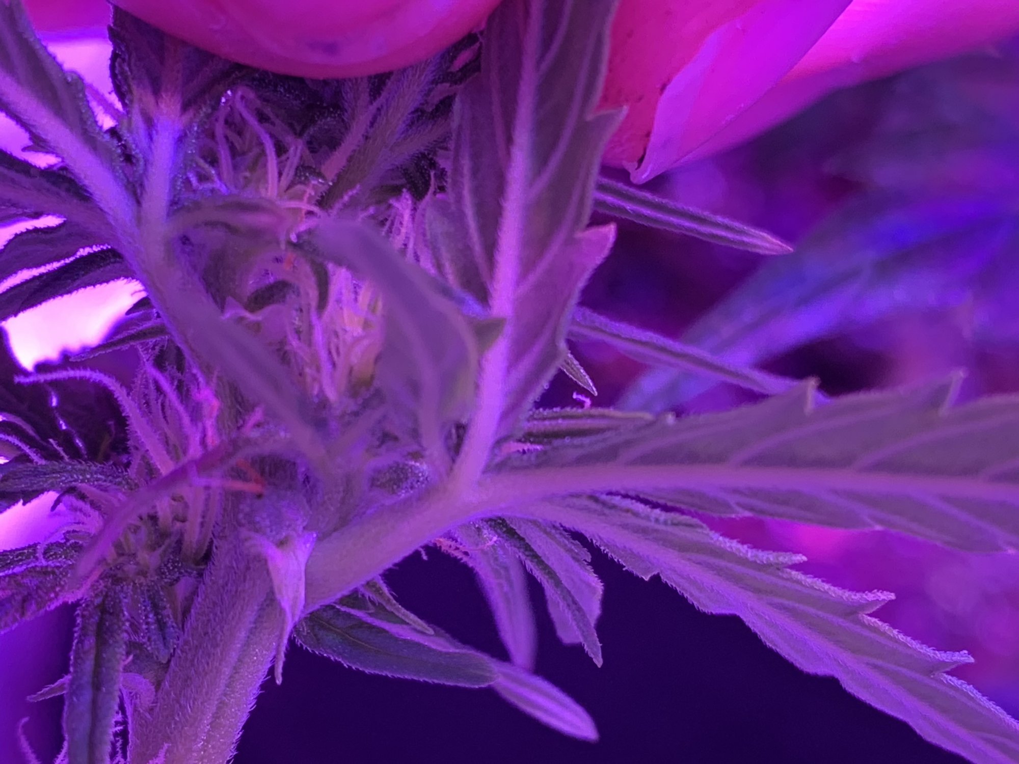 Has my auto flower turned hermie 2