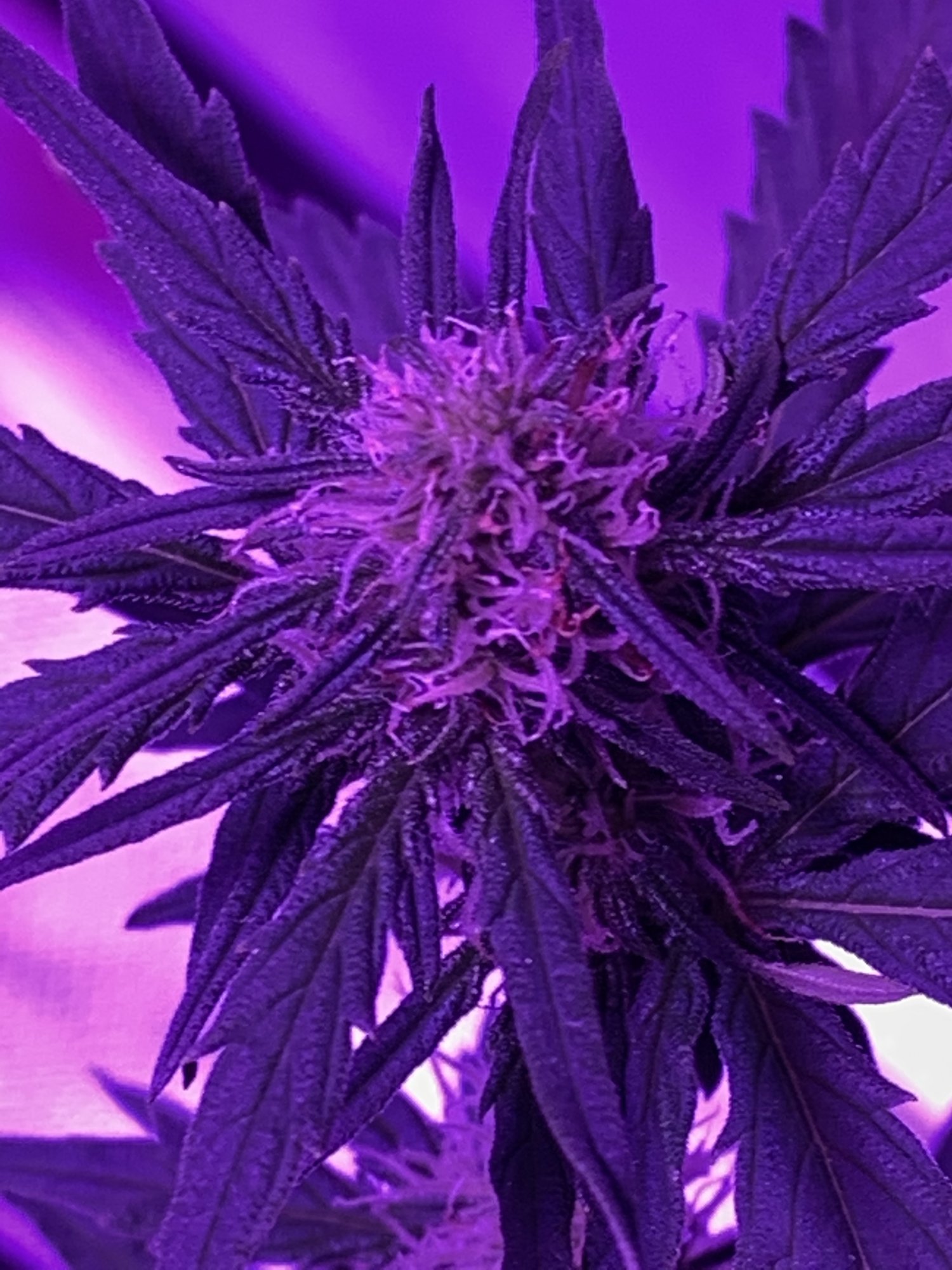 Has my auto flower turned hermie 4