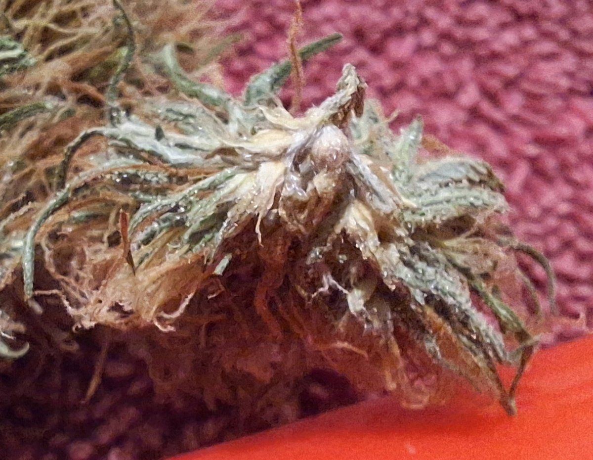 Has my bud gone to seed 2