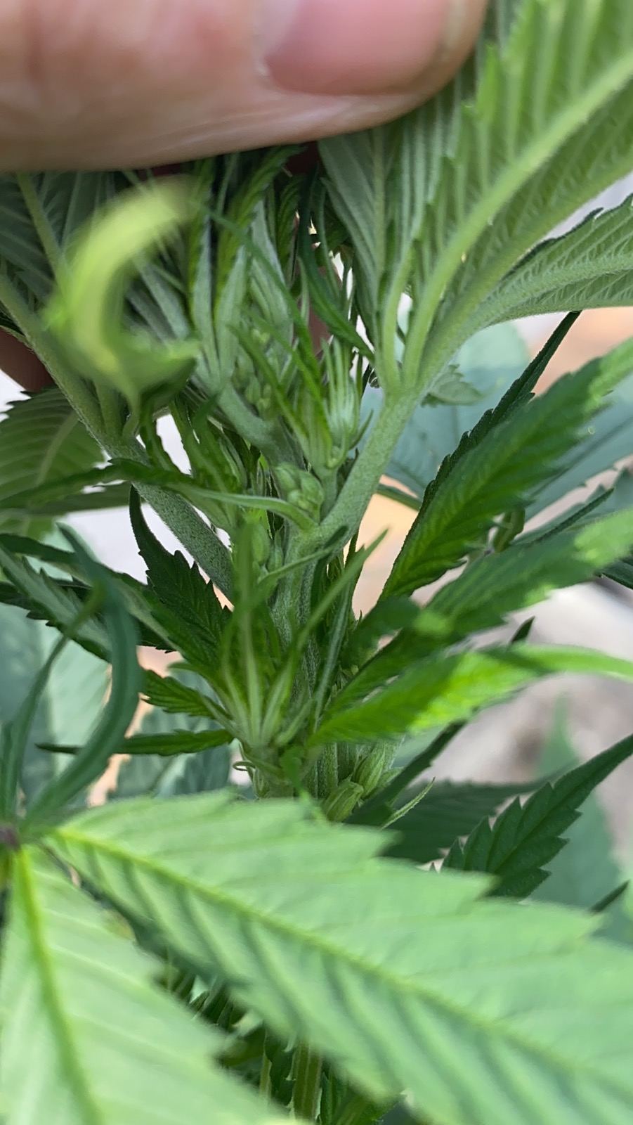Has my girl turned to a boy new grower
