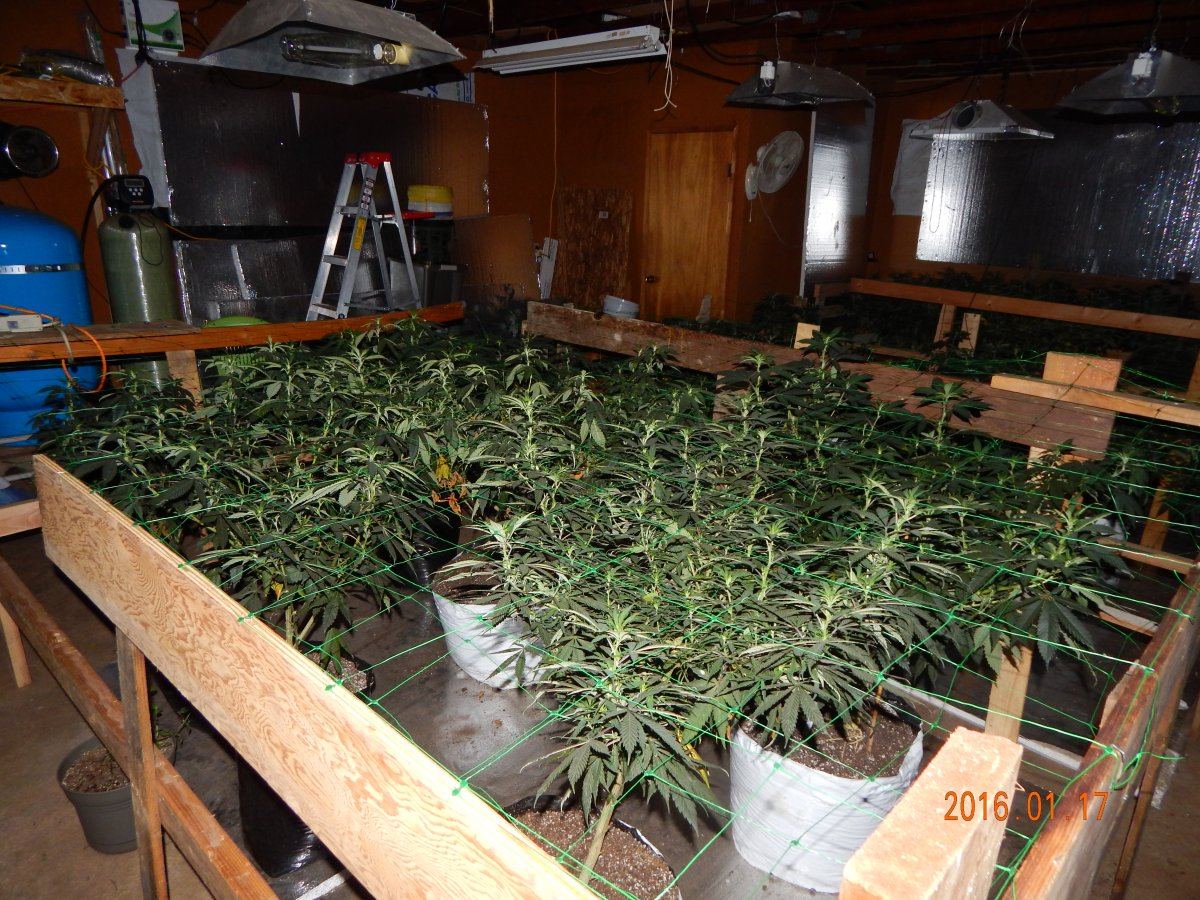 Hash n pics 005