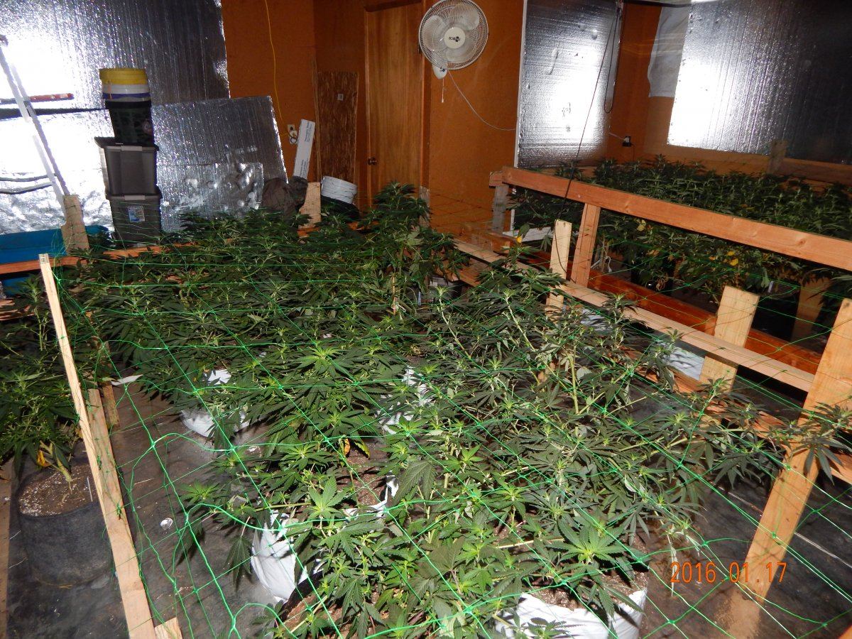 Hash n pics 006