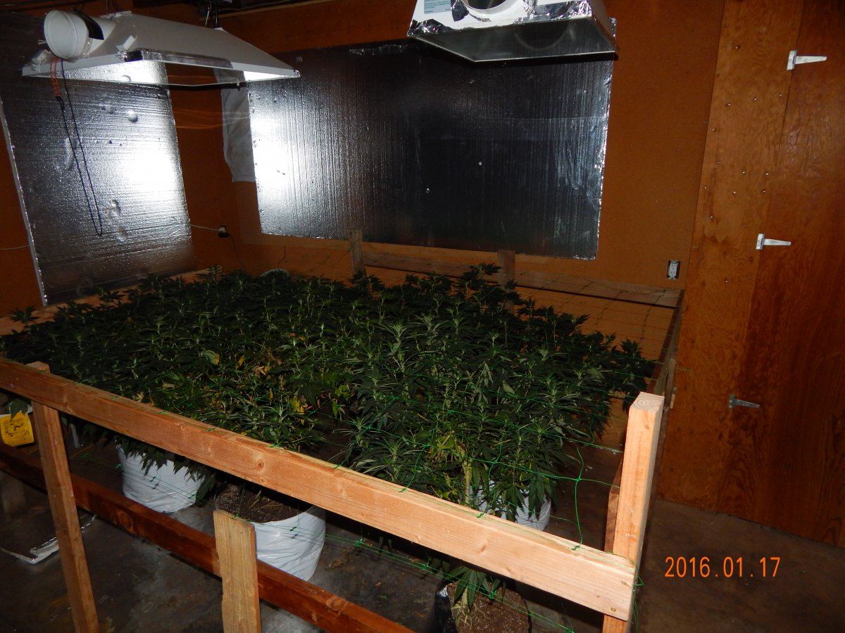 Hash n pics 007