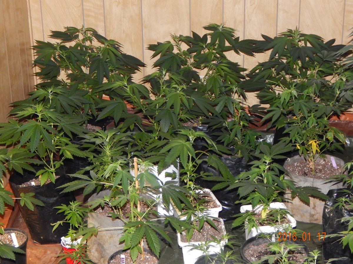 Hash n pics 012