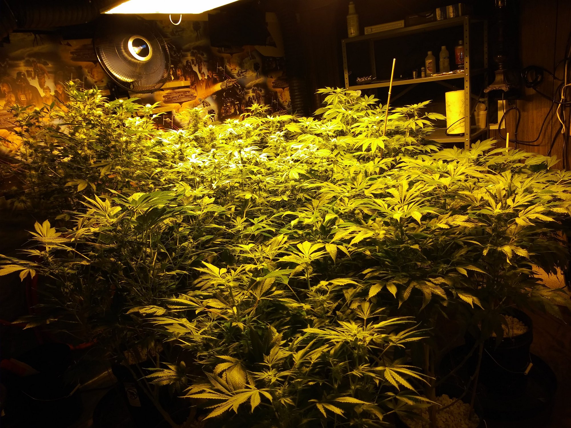 Hash plant and 3 random bag seed 2000 watts over the canopy 10