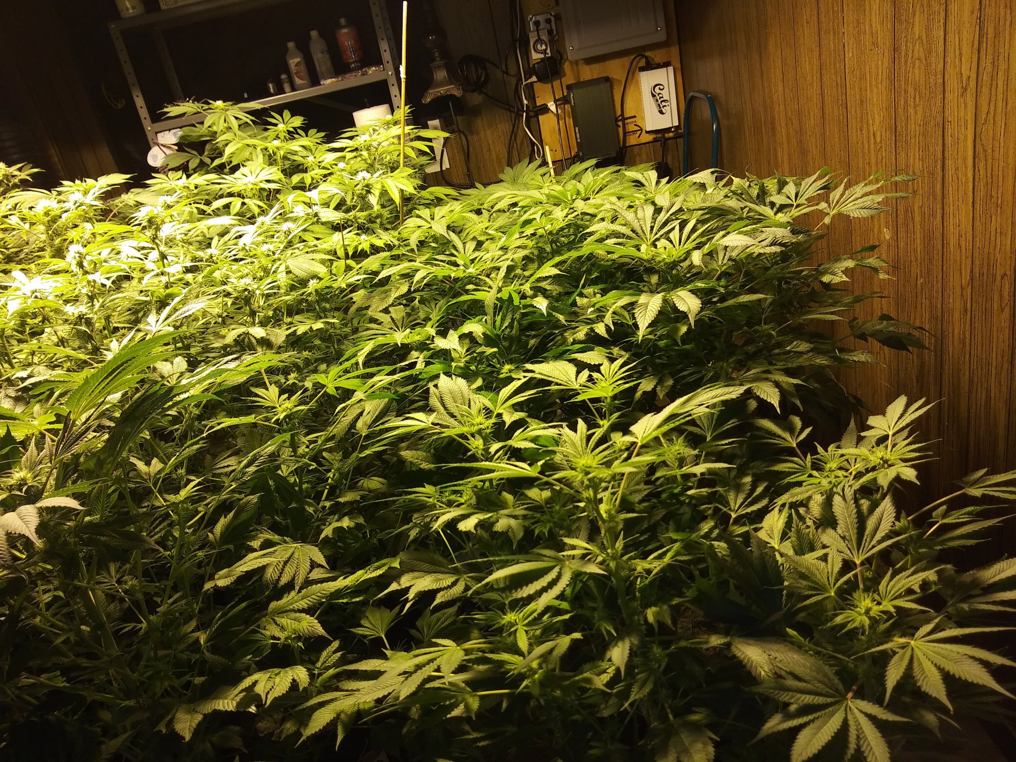 Hash plant and 3 random bag seed 2000 watts over the canopy 9