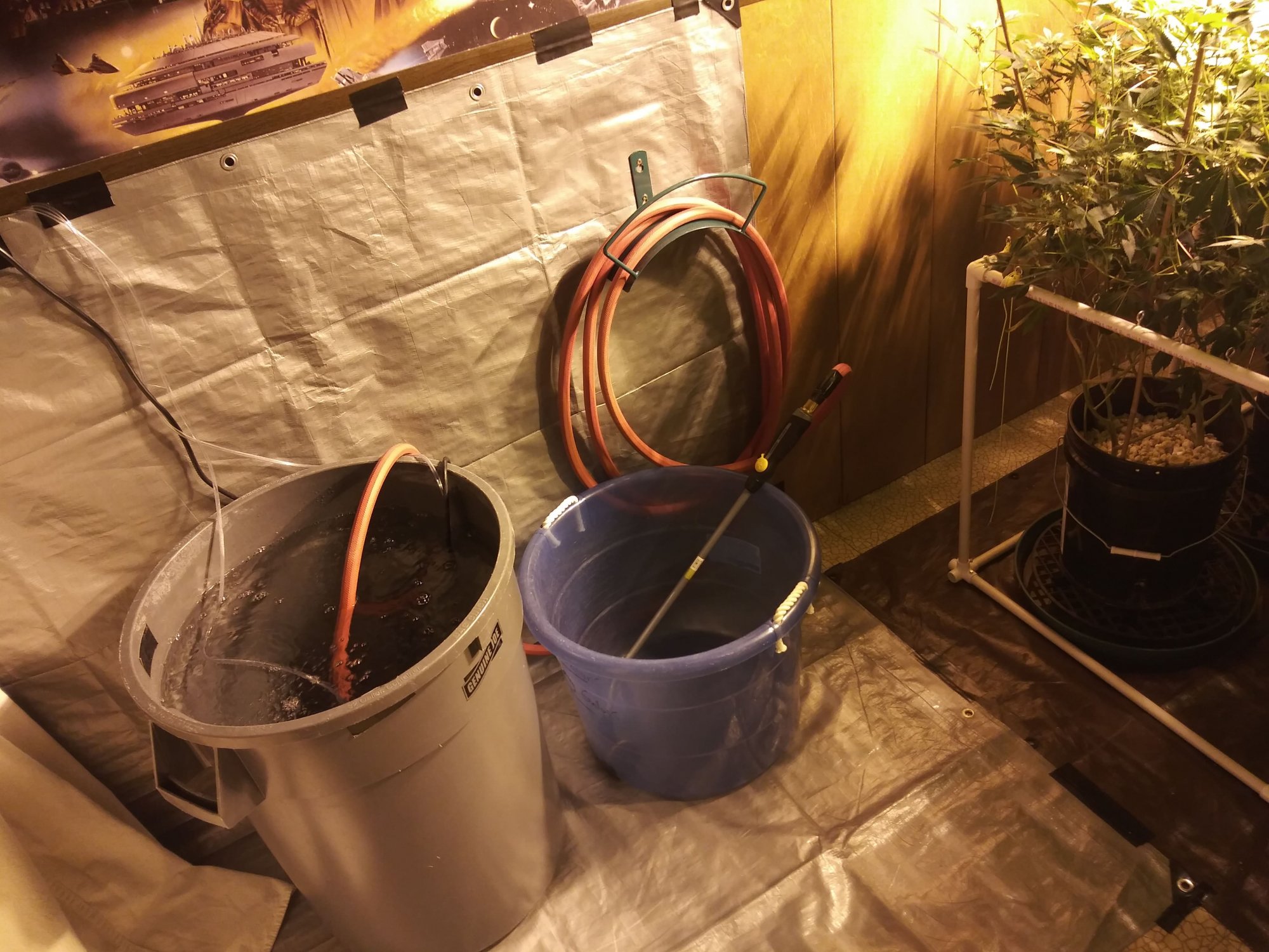 Hash plant hempy buckets under 2x1000w in a perpetual garden
