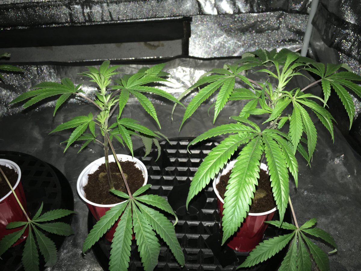Hashberry2