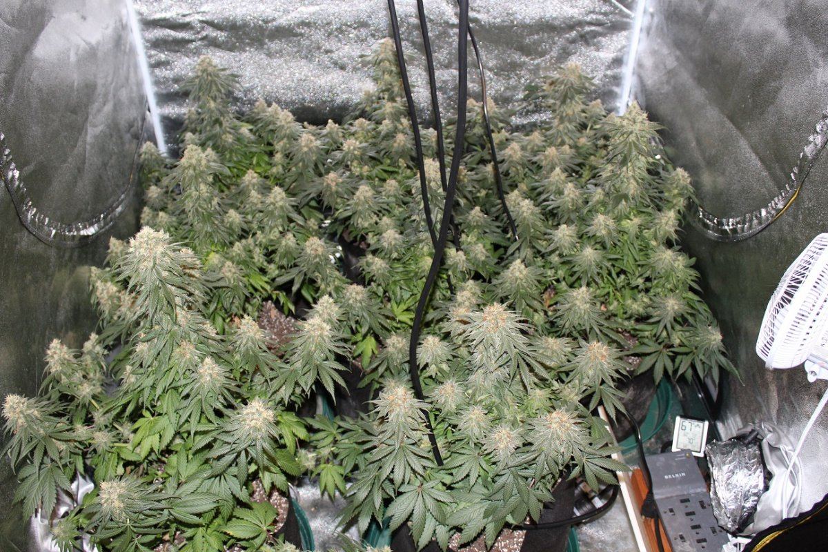 HashBombGrow