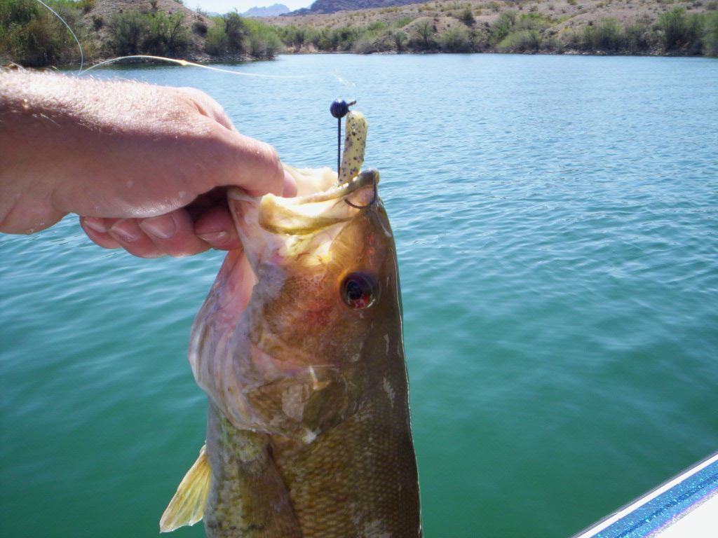 Havasu  3 27 2008 045