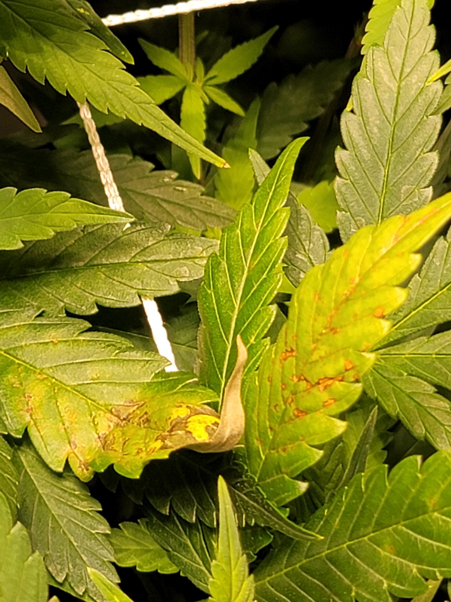 Have a leaf dficit help 3