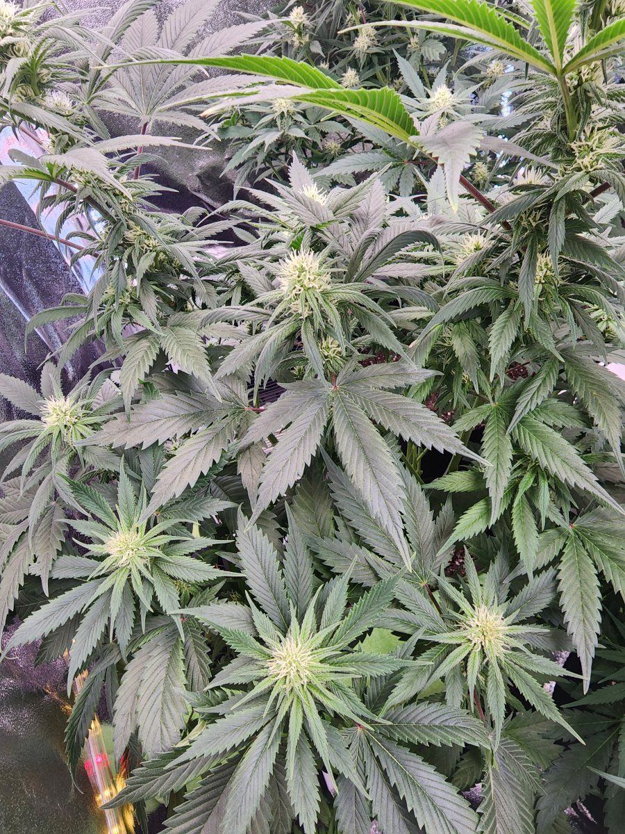 Have burnt hairs on my buds and  tacoing new growth 2