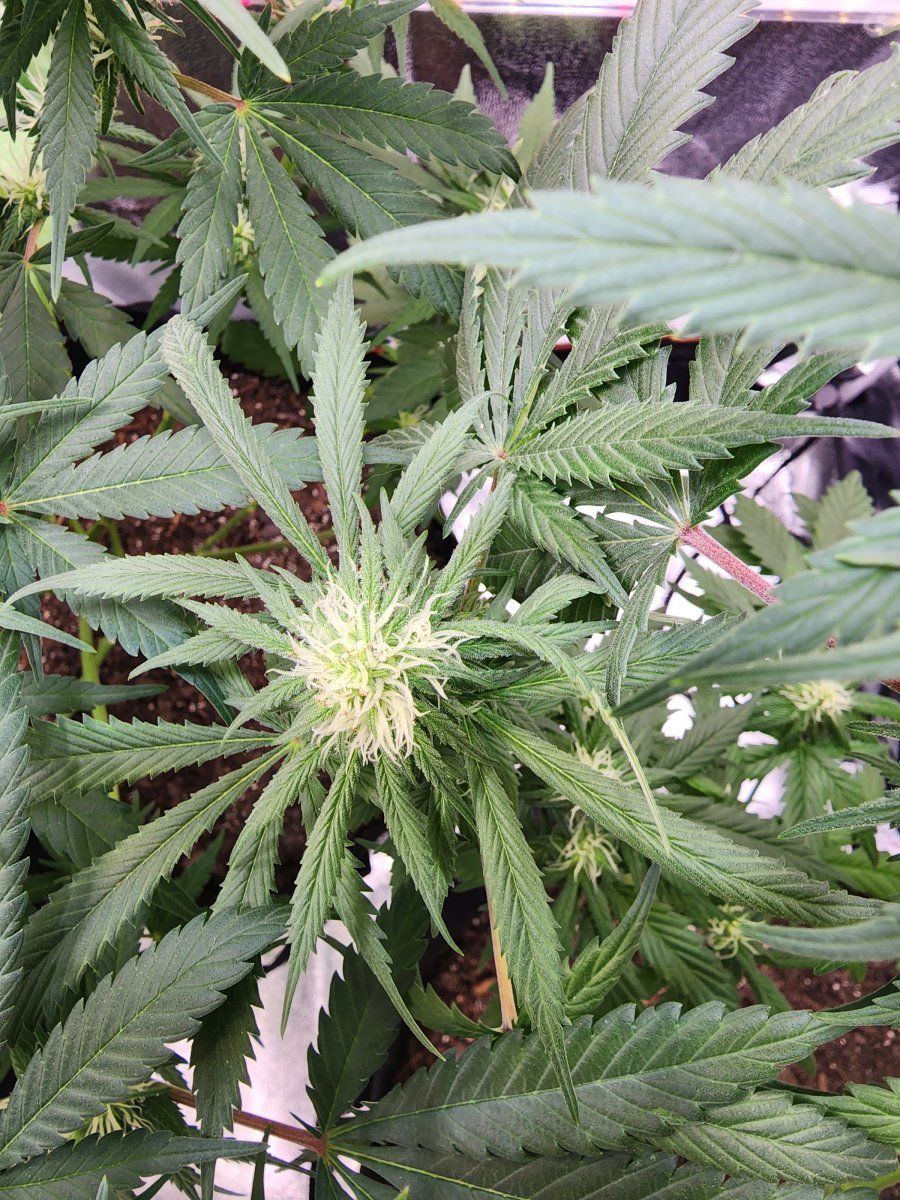 Have burnt hairs on my buds and  tacoing new growth 4