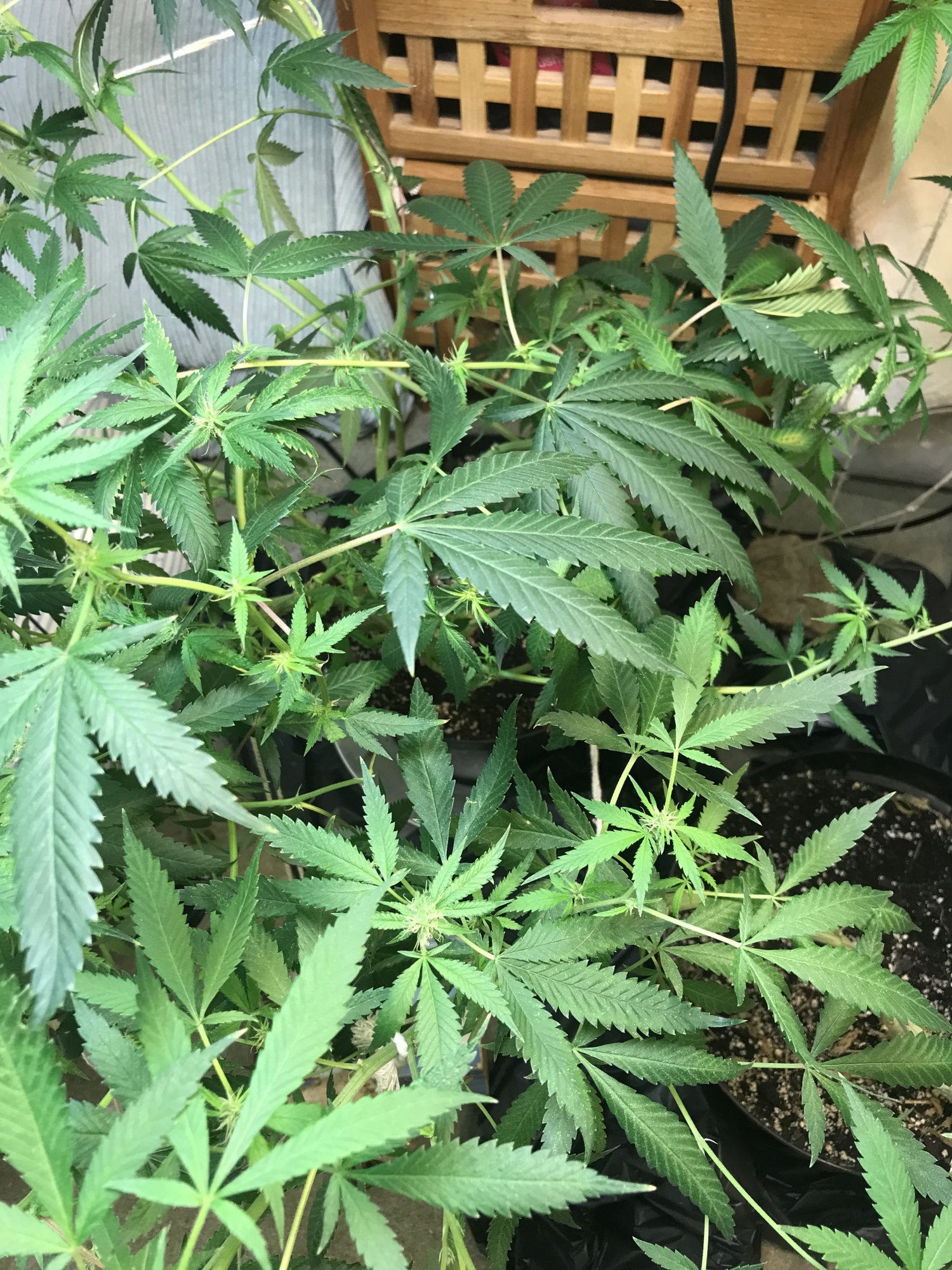 Have we pruned enough   our colas are tiny 3