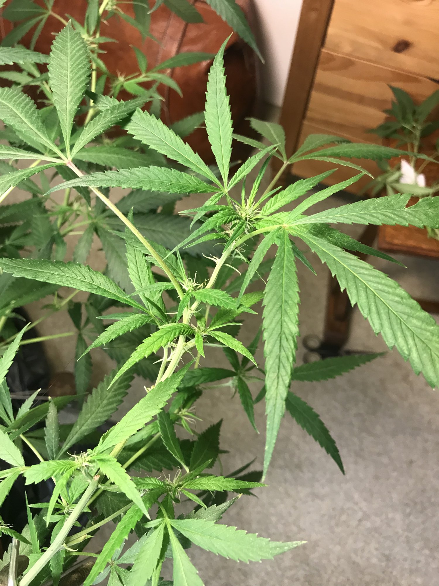 Have we pruned enough   our colas are tiny 4