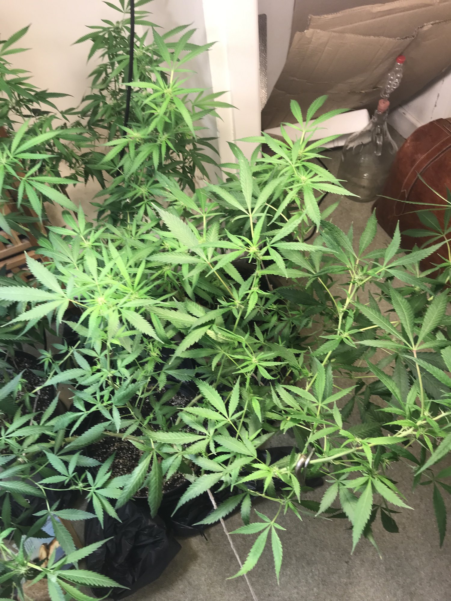 Have we pruned enough   our colas are tiny 5
