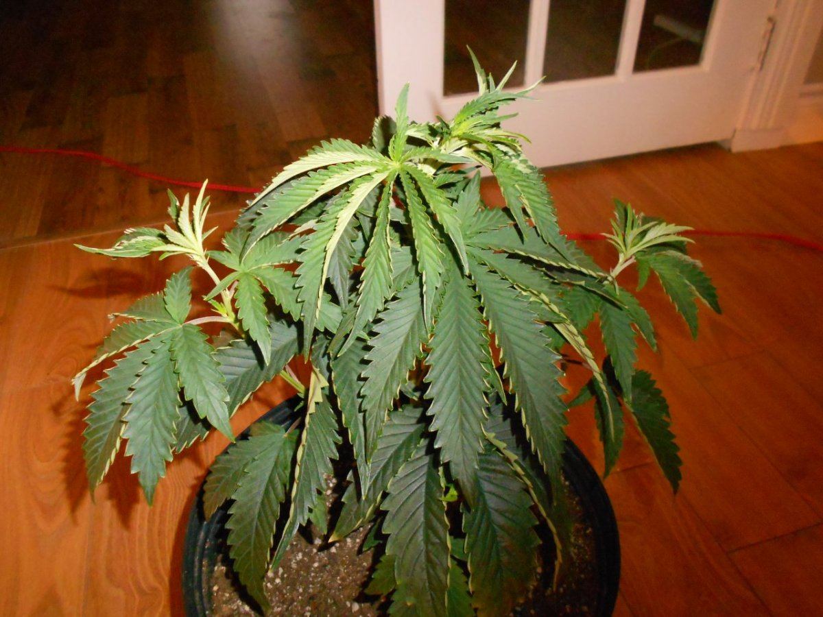 Having a few different issues weak plants 3
