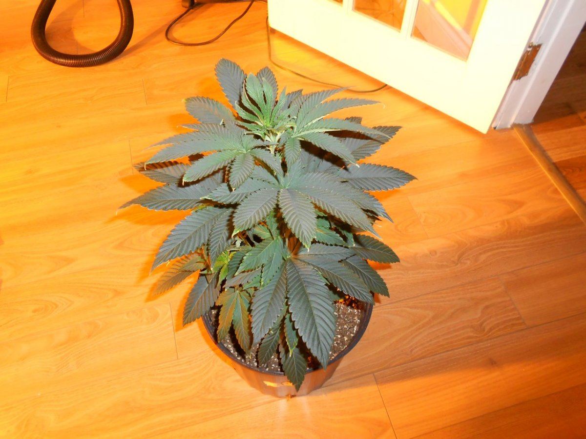 Having a few different issues weak plants 4