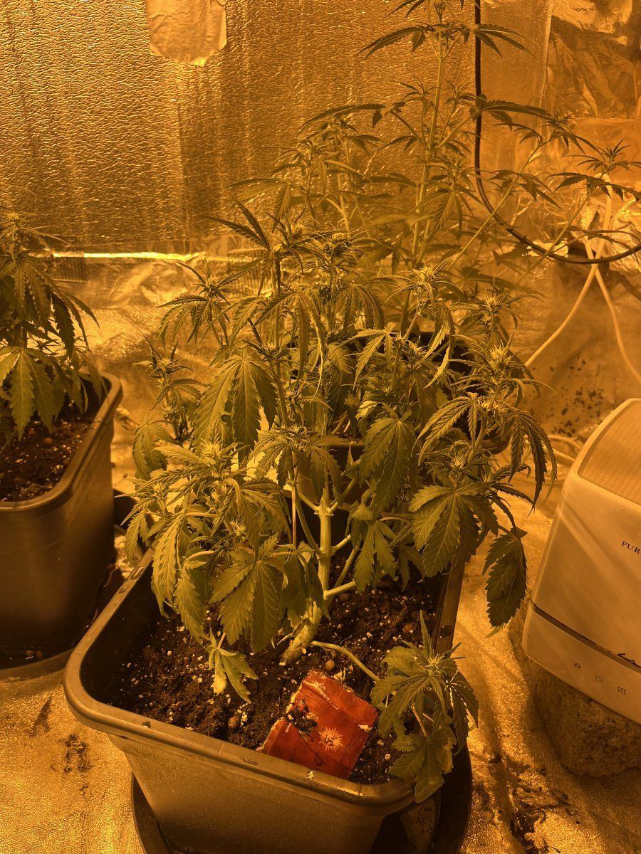 Having a massive problem with my plants 2