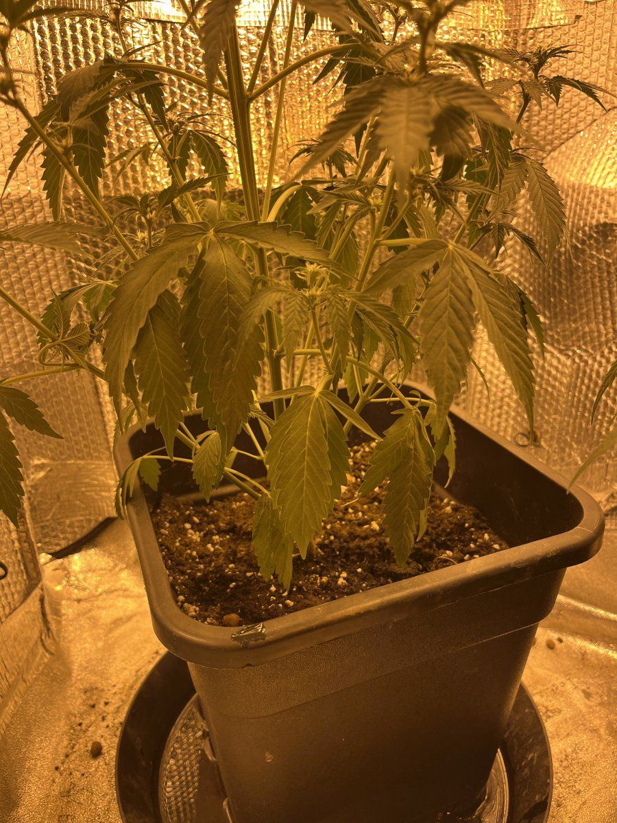 Having a massive problem with my plants 4