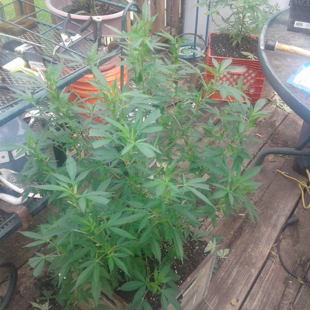 Having a problem identifying if my plants are mf and are they growing good 2