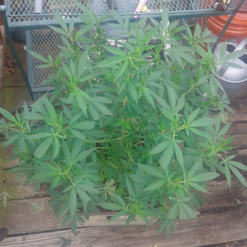 Having a problem identifying if my plants are mf and are they growing good 3