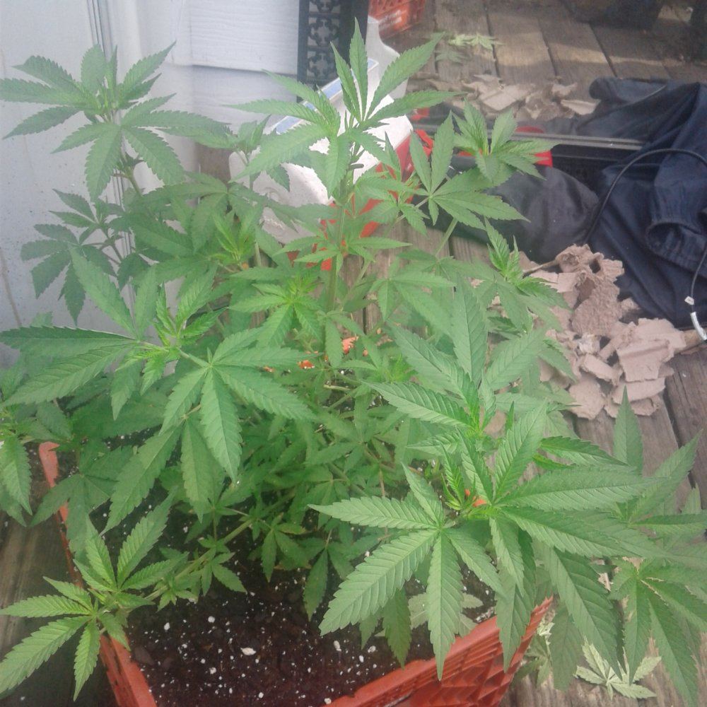 Having a problem identifying if my plants are mf and are they growing good 6