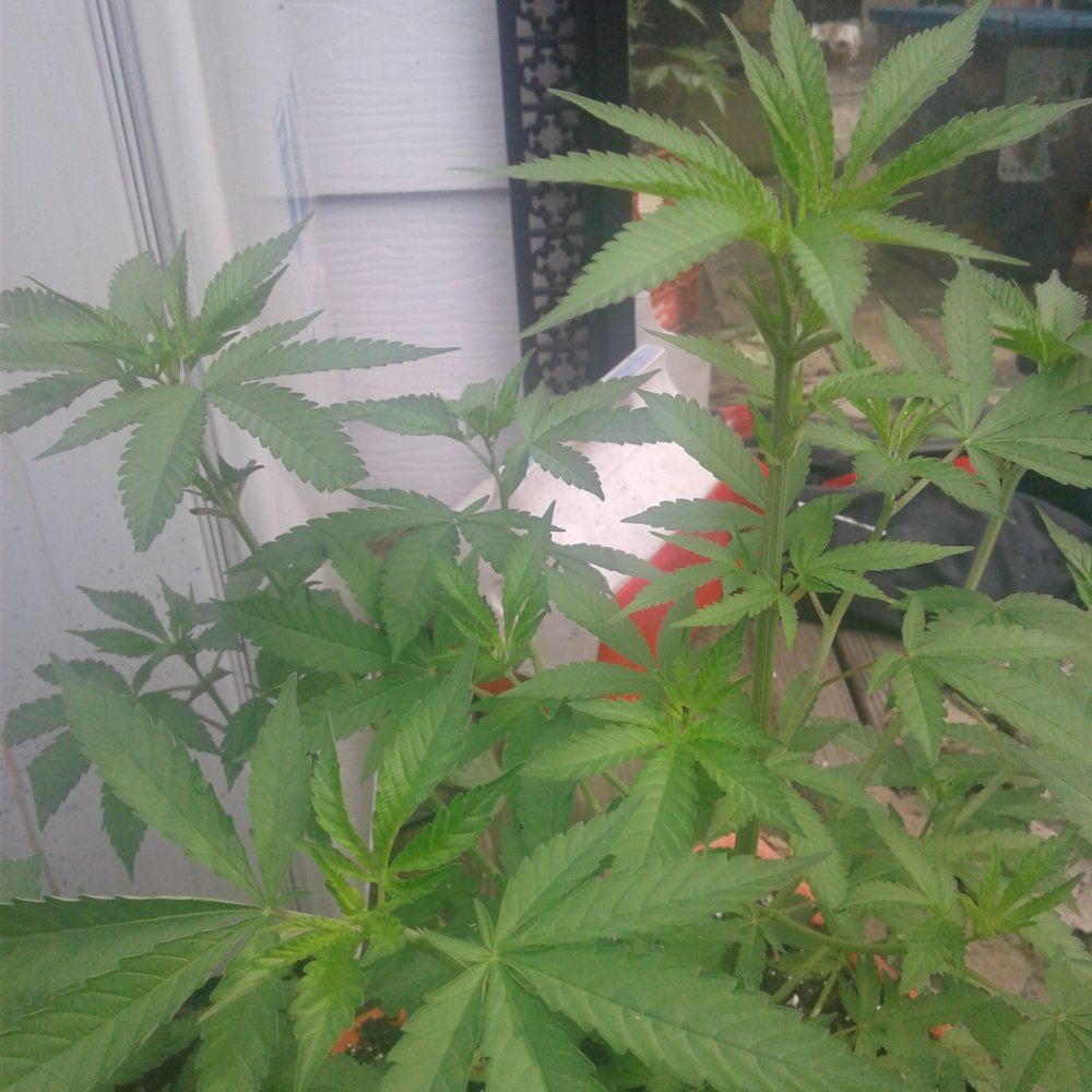 Having a problem identifying if my plants are mf and are they growing good 8