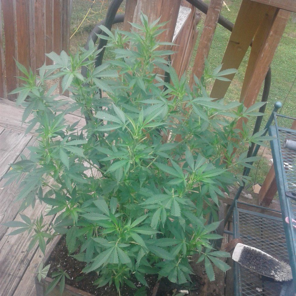 Having a problem identifying if my plants are mf and are they growing good