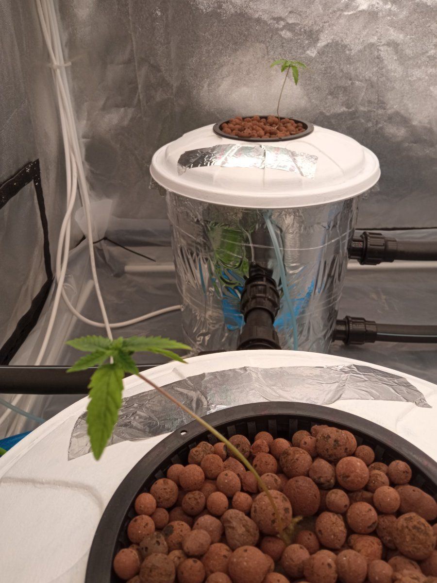 Having an issue with hydroponics 2
