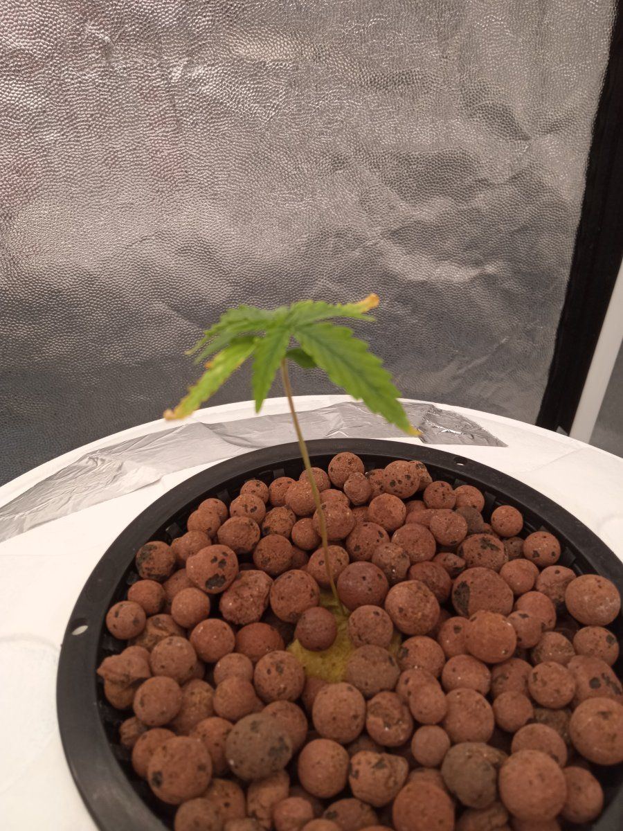 Having an issue with hydroponics 6