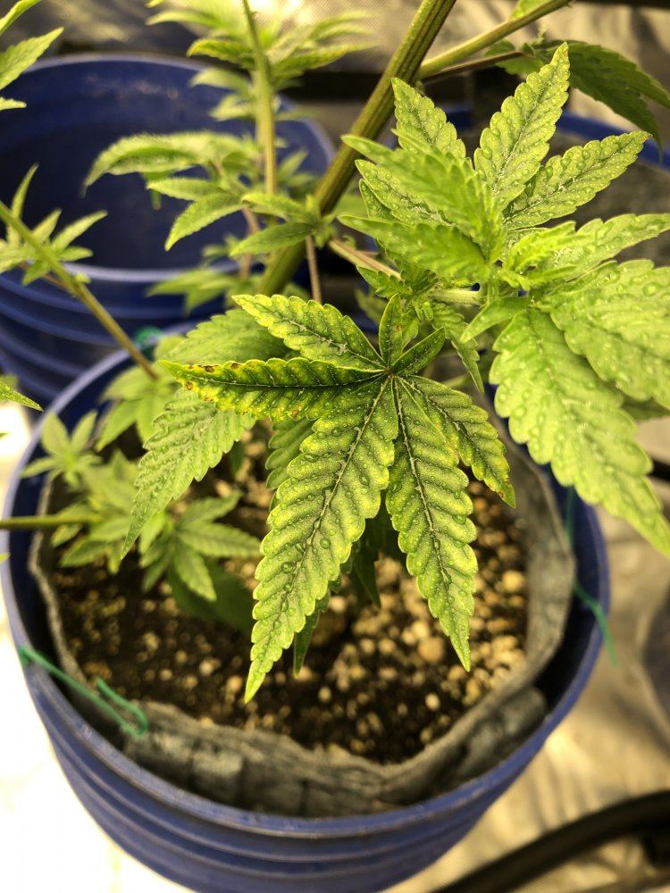 Having issues a few weeks into ebb flow and ro water see leaves in pic