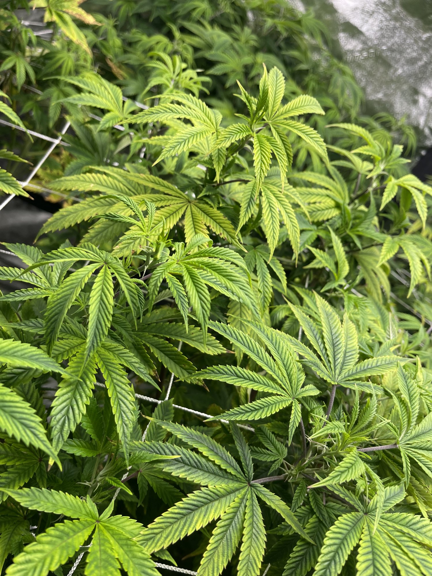 Having issues during veg stage 2