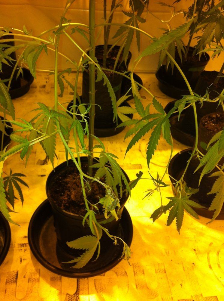 Having issues with one plant  death on lower branches 2