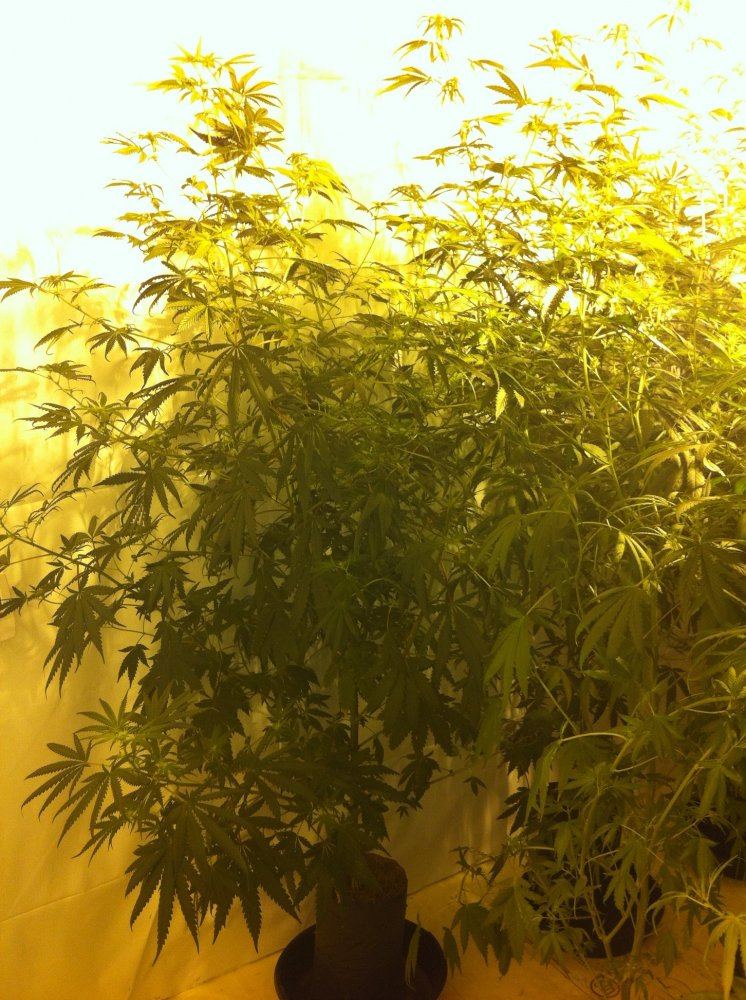 Having issues with one plant  death on lower branches 3