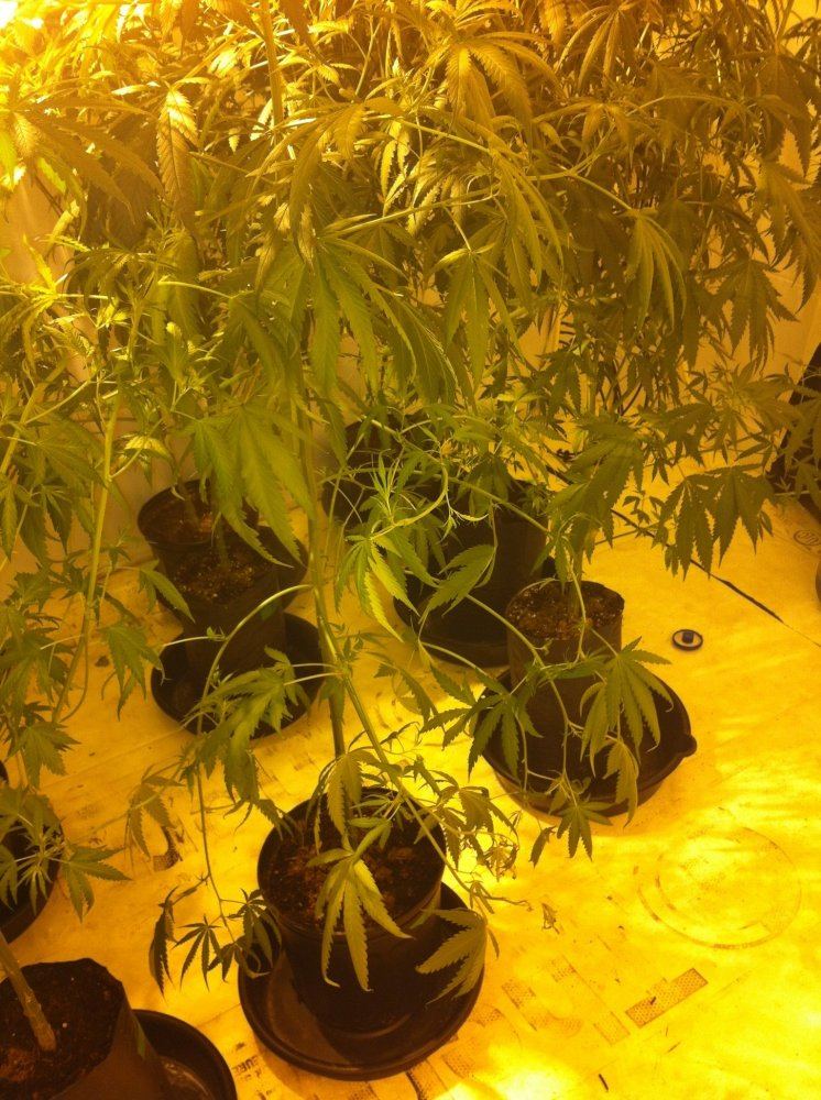 Having issues with one plant  death on lower branches